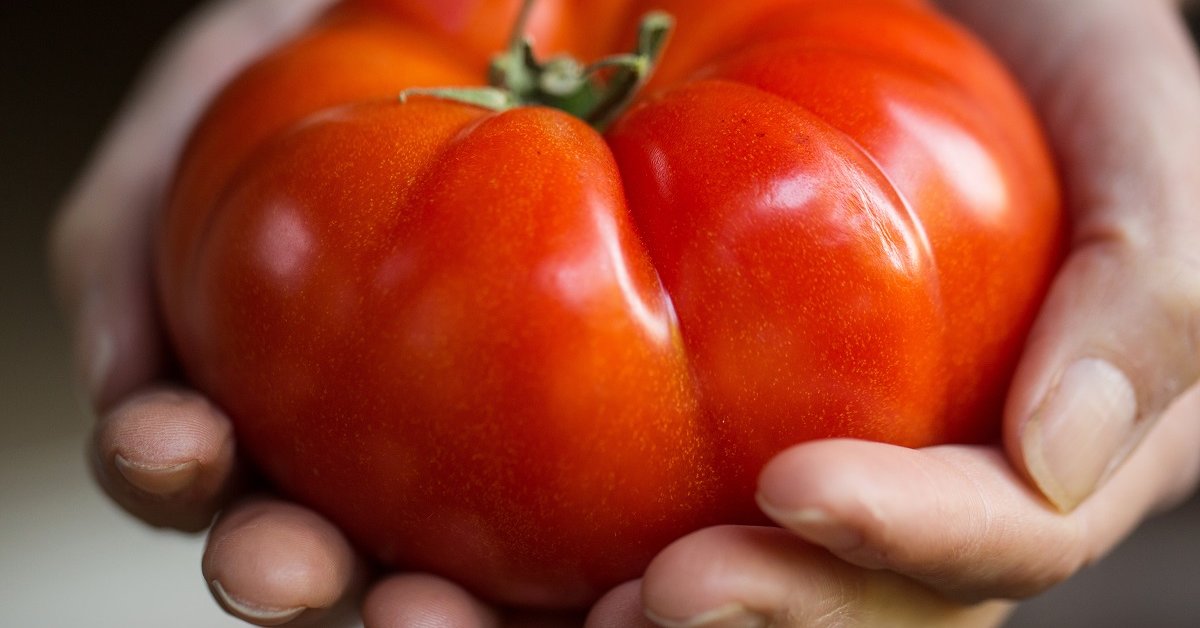 20 лучших сортов тепличных томатов, которые можно выращивать в Сибири